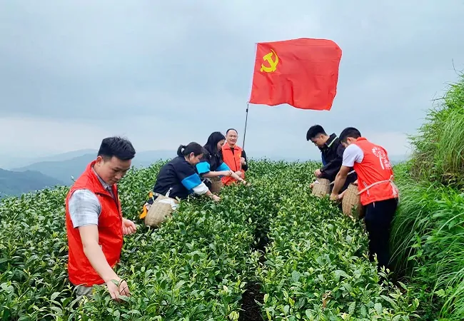 插图4:图为邮储银行榕江县支行党支部党员变身“茶农”助力两汪乡青白茶采摘.jpg