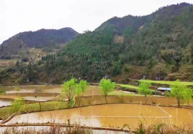 黄平农商银行：金融&ldquo;活水&rdquo;润心间 农民增收逐笑颜