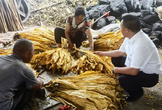 （图为 了解烟农烤烟收购情况）.png