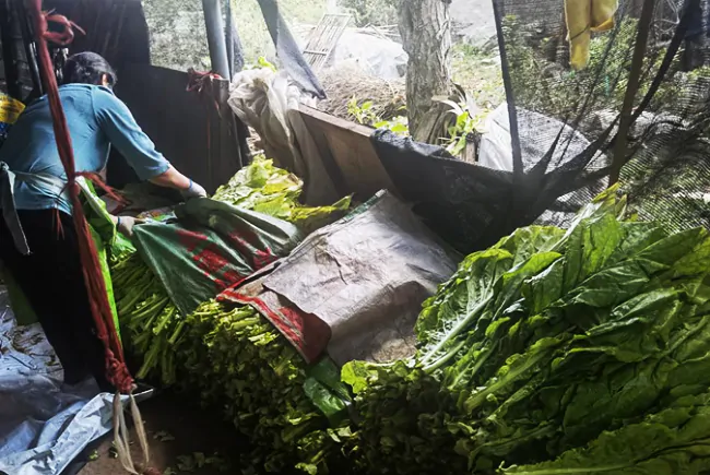 （图为 烟农整理采摘的烟叶）.png