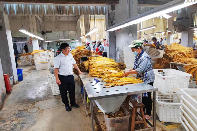 （图为 工作人员到烤烟收购站了解收购情况）.png