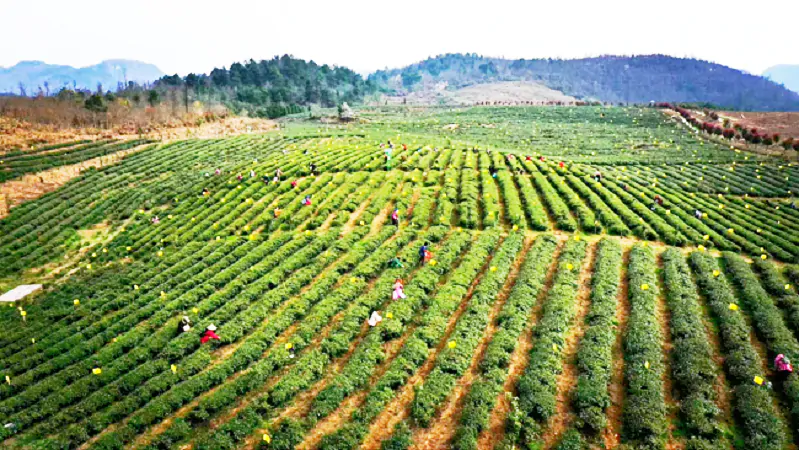 岑巩农信联社：金融赋能茶产业 &ldquo;贷&rdquo;动茶香飘万里