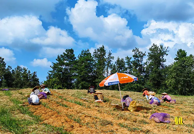 工商银行凯里分行： 在&ldquo;丰&rdquo;味十足的振兴大道上越走越&ldquo;参&rdquo;