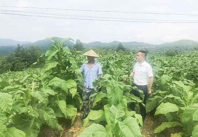 镇远农商银行&ldquo;三心&rdquo;服务助力烤烟喜获丰收