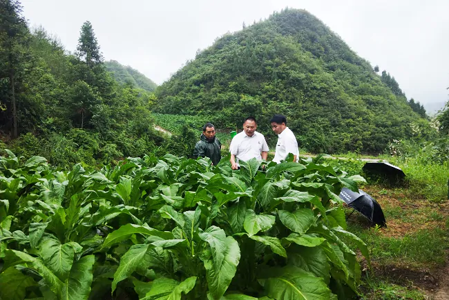 （图为 走访了解烟农烤烟种植情况）.png