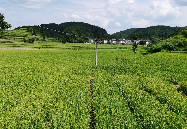 岑巩农信联社：杂交制种新&ldquo;稻&rdquo;路，拓宽群众致富路