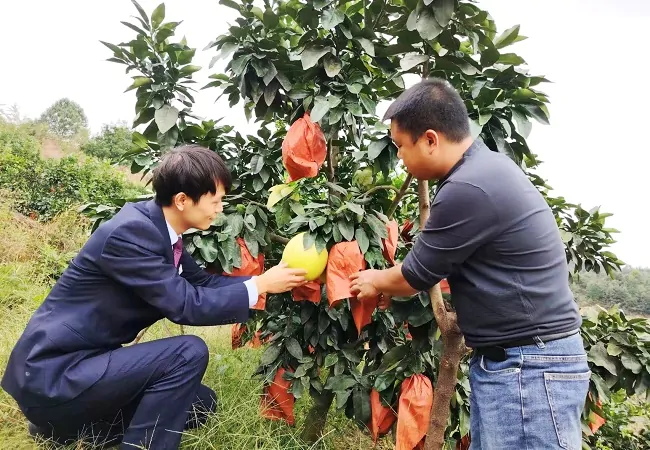 建设银行黔东南州分行：&ldquo;柚&rdquo;到甜蜜飘香时