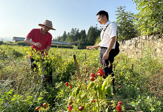 （图为：龙明生向客户经理介绍种植的辣椒）.png