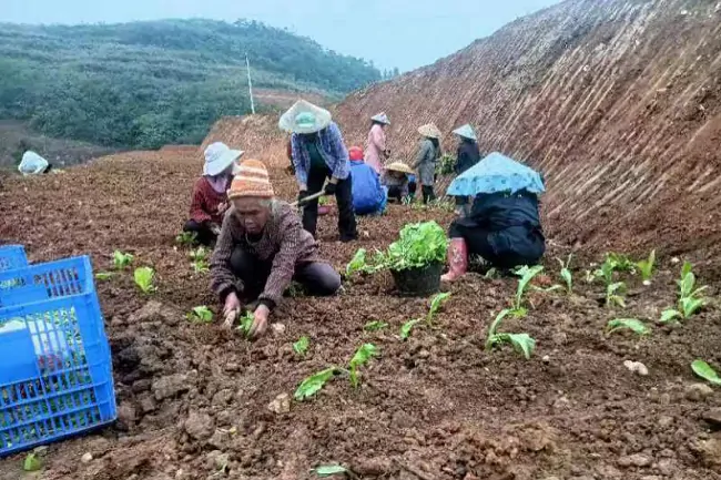 岑巩农信联社天马信用社：金融&ldquo;及时雨&rdquo;浇灌秋冬种