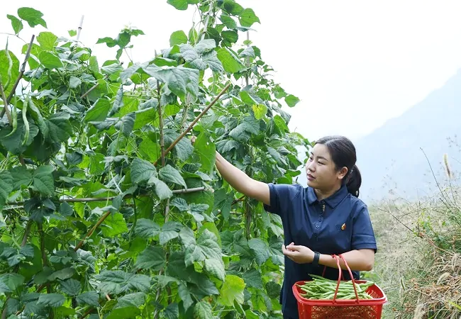 采摘现场 (6)11.JPG