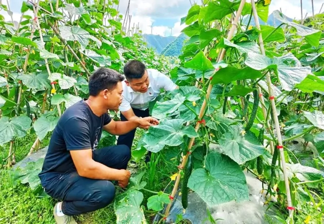 黔东南农信：写好新农主体&ldquo;四字诀&rdquo; 奋力谱写乡村振兴发展新篇
