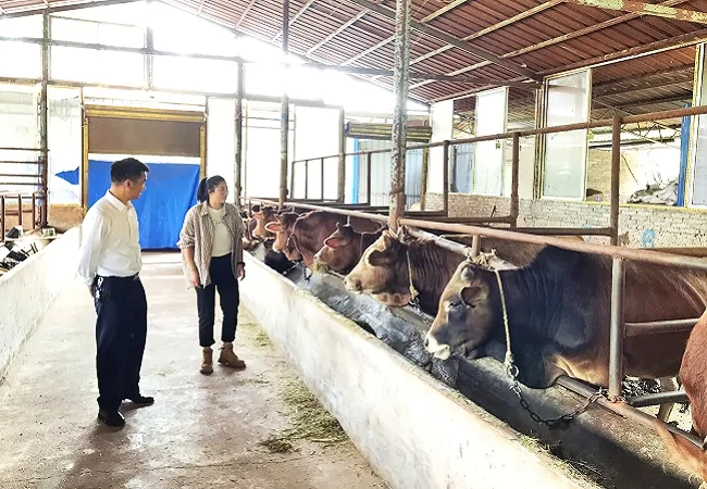 镇远农商银行3.13亿元&ldquo;贷&rdquo;动肉牛产业 &ldquo;牛&rdquo;起来