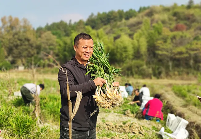 锦屏农信联社：金融助力小生姜迎来大丰收