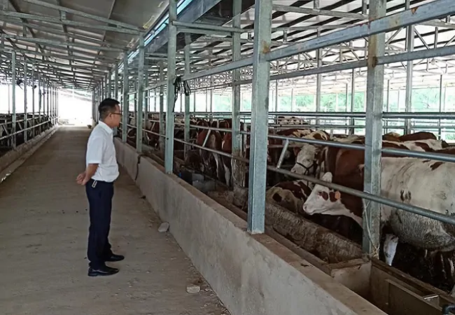 岑巩农信联社：加大活牛抵押贷投放，助力乡村振兴产业发展