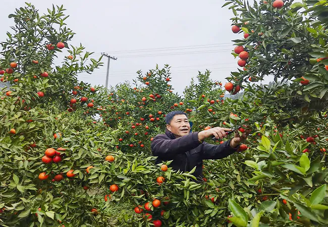 岑巩农信联社思阳信用社：金融助力橘子红了，百姓富了