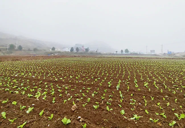 岑巩农信联社：秋冬种植忙 农闲再创收