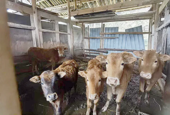 岑巩农信联社：&ldquo;牛&rdquo;路子，&ldquo;贷&rdquo;动农家养牛奔富路