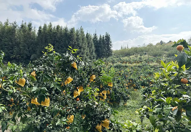 锦屏农信联社：金融活水浇灌产业沃土 助力果农走上致富路