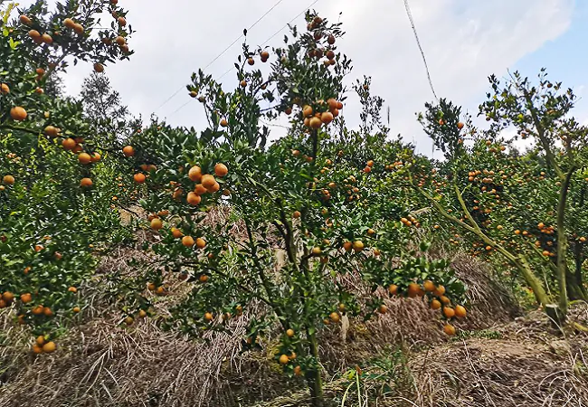 （图为：排调镇码头椪柑种植基地喜获丰收）.png