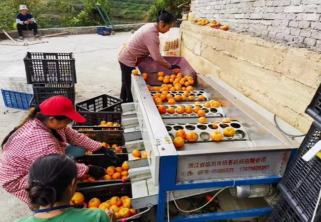 （图为：排调镇码头椪柑种植基地喜获丰收）2.png