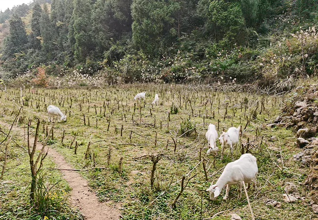 天星信用社&mdash;&mdash;托起&ldquo;折翼羊倌&rdquo;致富梦