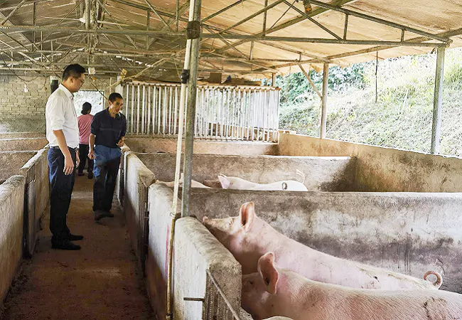 岑巩农信联社：助力养殖发展 突破生猪养殖难关