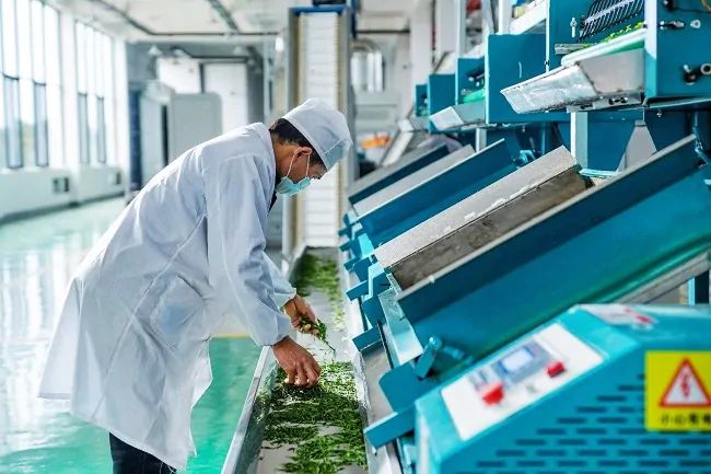 农发行雷山县支行：&ldquo;贷&rdquo;动&ldquo;小茶叶&rdquo;     助力&ldquo;大振兴&rdquo;