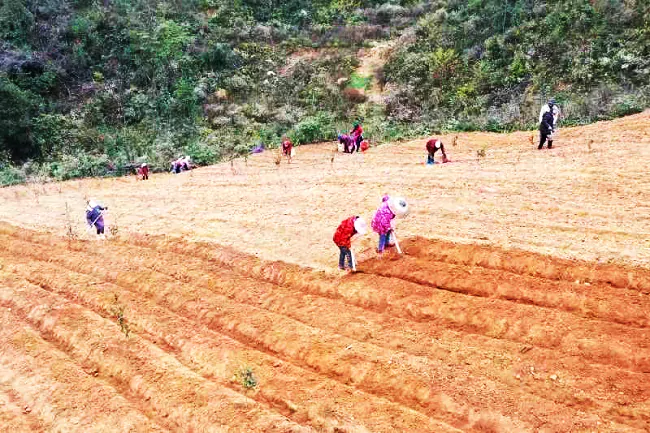 岑巩农信联社：金融助力太子参产业发展