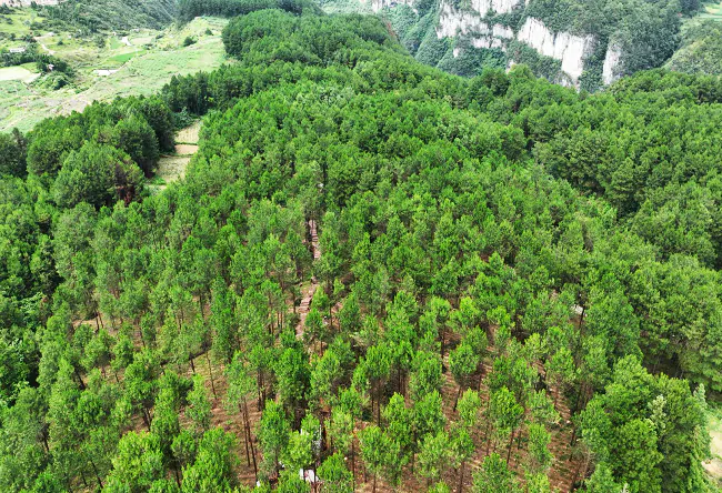 （图为：该行信贷支持的丹寨县国家储备林项目）.png