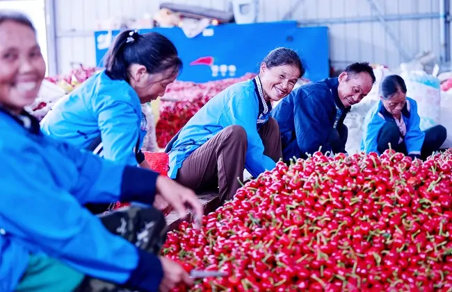 支持辣椒产业发展.jpg