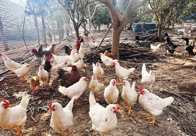 镇远农商银行：助力农户抓&ldquo;鸡&rdquo;遇&nbsp;，谱写乡村&ldquo;致富经&rdquo;