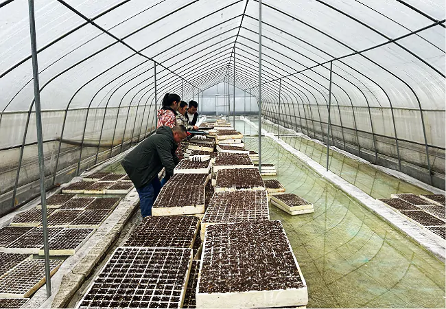 岑巩农信联社：&ldquo;烟草、农信&rdquo;共合作  烤烟生产劲头足