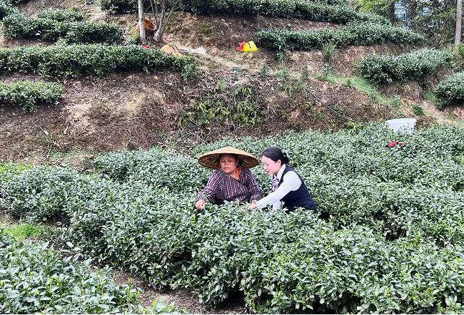 锦屏农信联社：播撒金融&ldquo;及时雨&rdquo;   惠泽三农助春耕