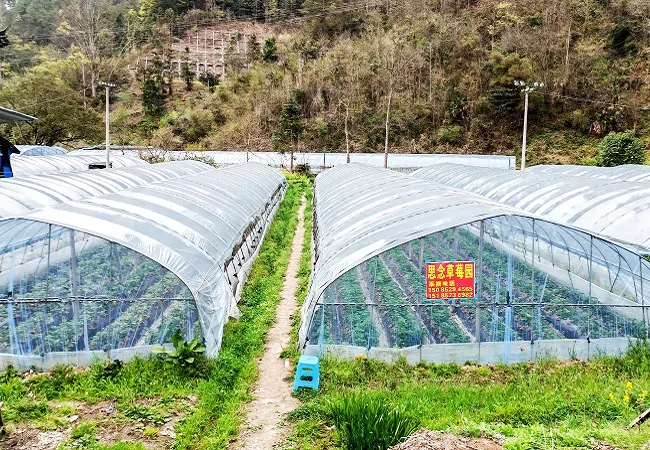 图为:草莓园大棚.jpg