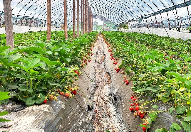 图为:草莓棚内果实1.jpg
