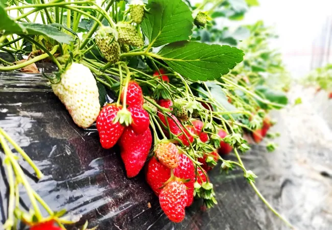 台江农信联社：扶持脱贫户走向&ldquo;莓&rdquo;好生活