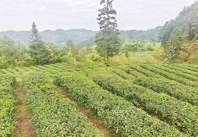 (图为:天印茶园).jpg