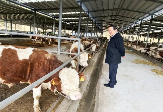 建设银行三穗支行负责人在肉牛基地进行实地考察.jpg