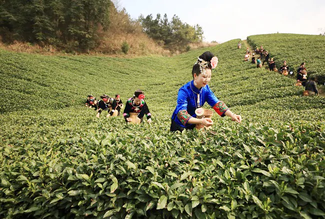 农业银行雷山县支行为茶企纾困，获得客户点赞