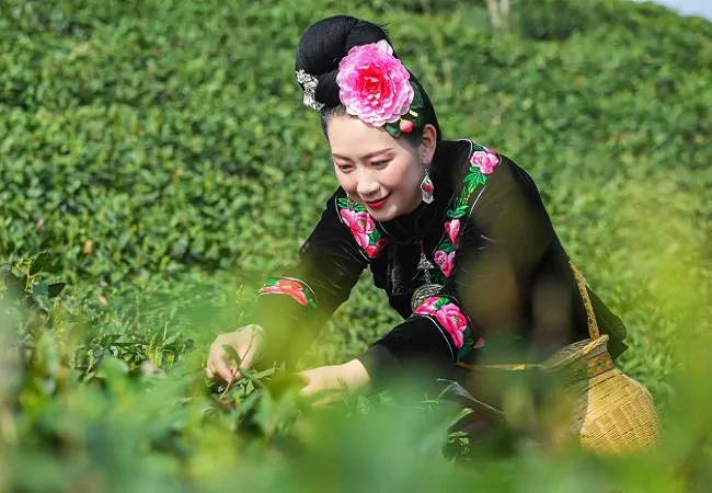 春山如画  茶香万家