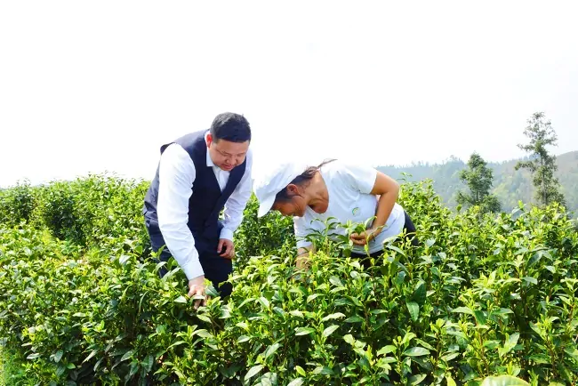 剑河农商银行工作人员深入基地了解白茶情况 (2).jpg