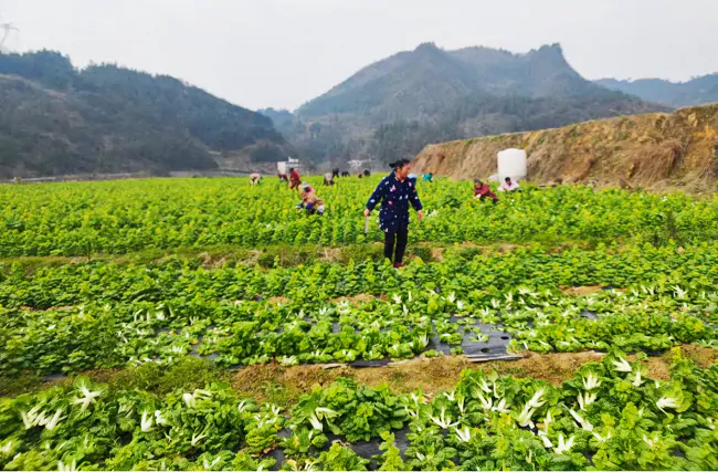 岑巩农信联社：金融来助力 &ldquo;黄菜&rdquo;变&ldquo;金菜&rdquo;