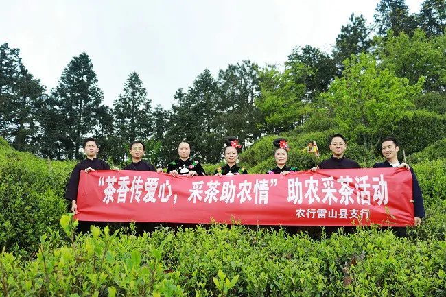 农业银行雷山县支行组织&ldquo;青年先锋队&rdquo;助农采茶