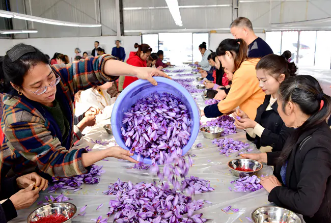 岑巩农信联社：用&ldquo;金融活水&rdquo;助力西红花&ldquo;盛开&rdquo;