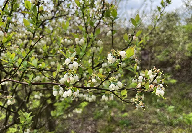 麻江农商银行：信贷资金助力&ldquo;打工仔&rdquo; 变身&ldquo;莓&rdquo;老板
