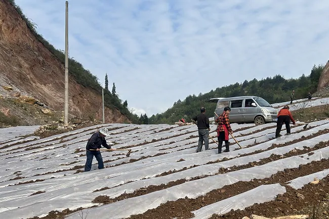镇远农商银行助力90后小伙闯出烤烟致富路