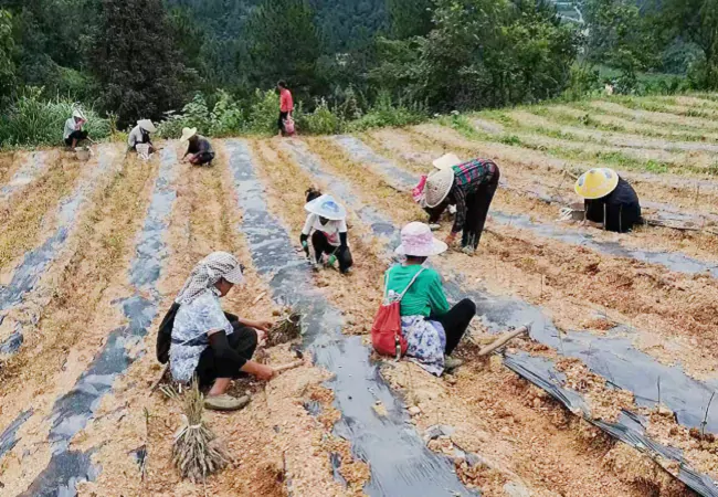 （图为：龙田镇军屯村村民在覆膜、移栽种苗）.png