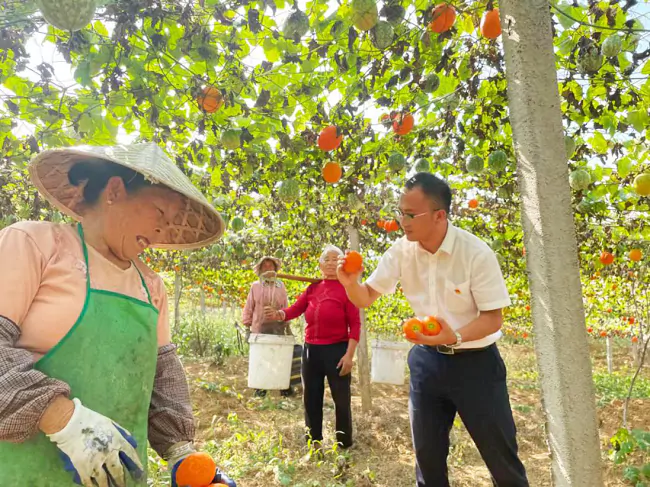 (图1为：周伟泉助农采摘水果).png