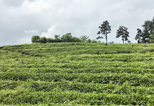 (图为:茶园一角).png