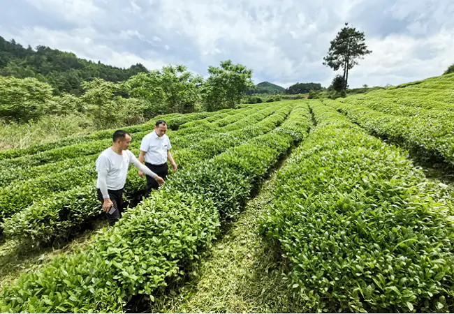 岑巩农信联社：绿茶出口销路广 农信资金帮大忙